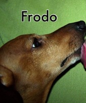 frodo